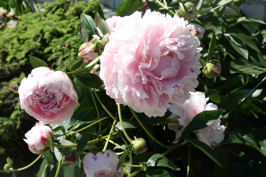 Peonies, photo by Melody Lesser